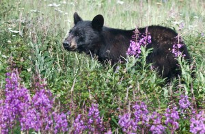 bear in field of purple flowers