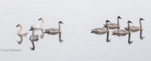Swans at Mosquito Lake